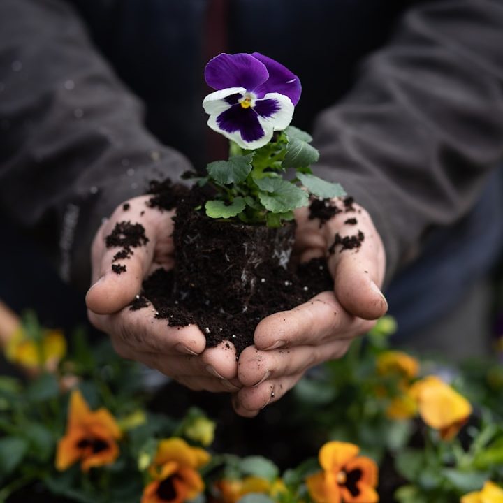 plantation- aménagement paysager moulins